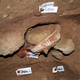 Illustration for article titled A Look Inside a 100,000-Year-Old Art Studio